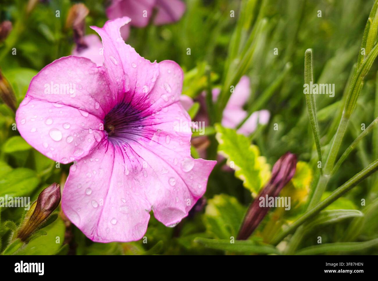Pinke Surfinia-Blume, die nach dem Regen im Garten mit Wassertropfen bedeckt ist - Smartphone-aufgenommenes Stockfoto