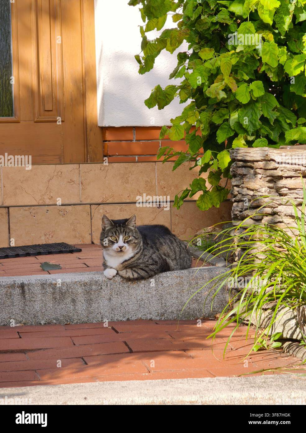 Hauskatze mit gestreiftem Fell liegt auf einer Steintreppe vor einem Hauseingang und schaut in die Kamera - Smartphone-aufgenommenes Stockfoto