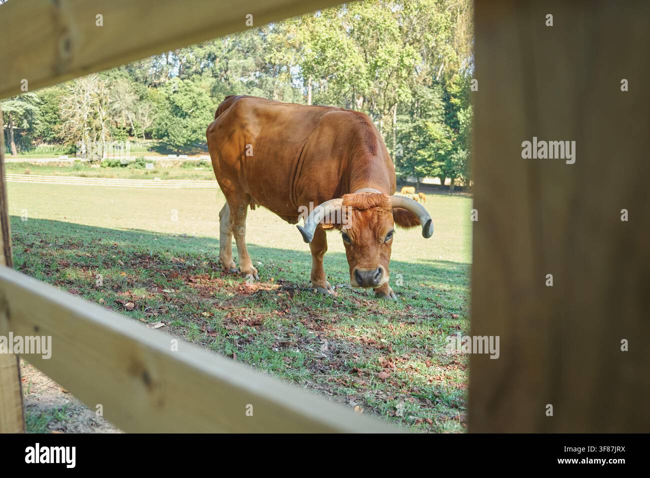 Braune Kuh, die an einem sonnigen Tag hinter einem Holzzaun auf Gras grast Stockfoto
