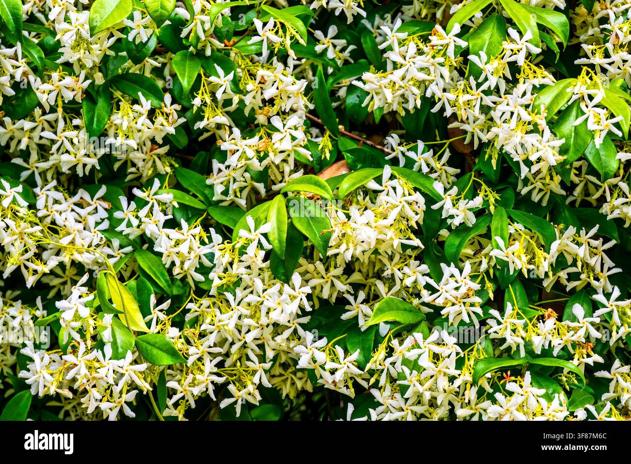 Dichte weiße sternförmige Blüten des Sternjasmins (Trachelospermum jasminoides) in voller Blüte vor glänzendem grünem Laub. Stockfoto