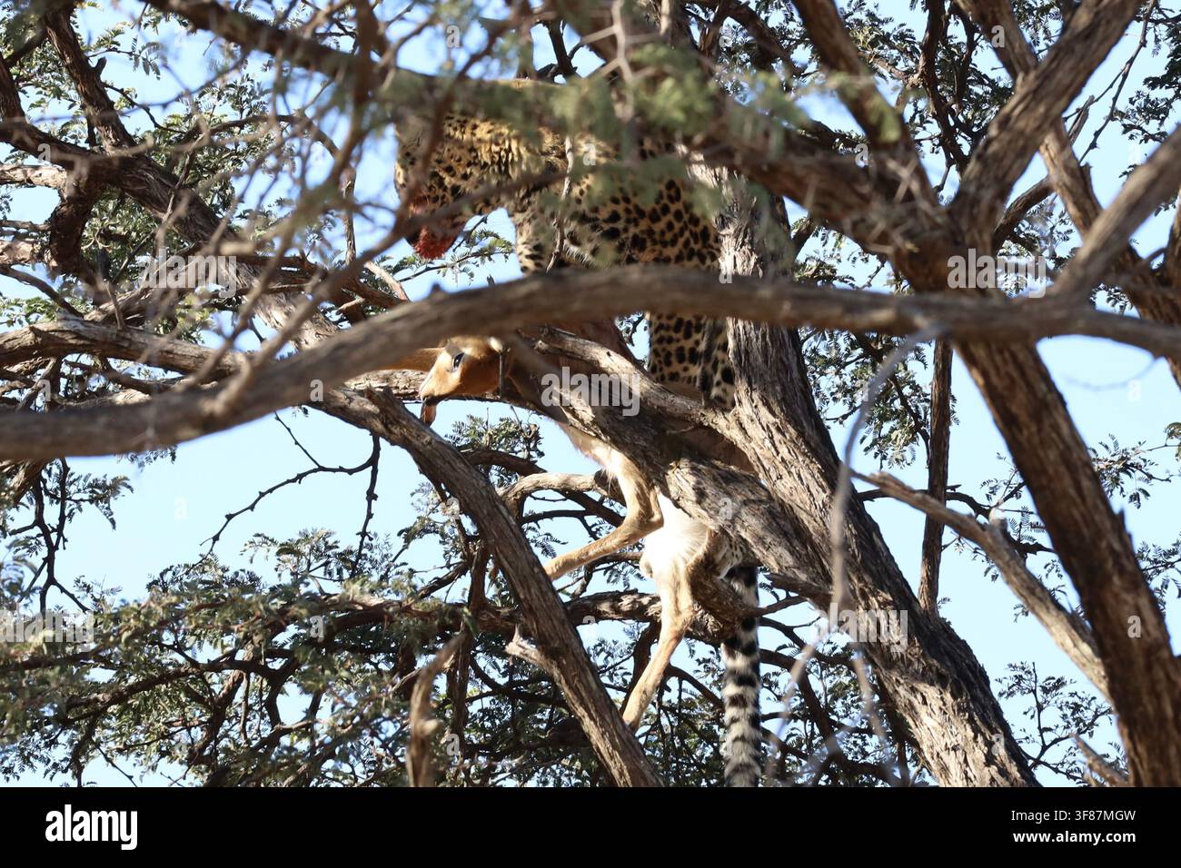 Leopard, der einen Steenbok im Baum frisst, Hwange-Nationalpark, Simbabwe Stockfoto