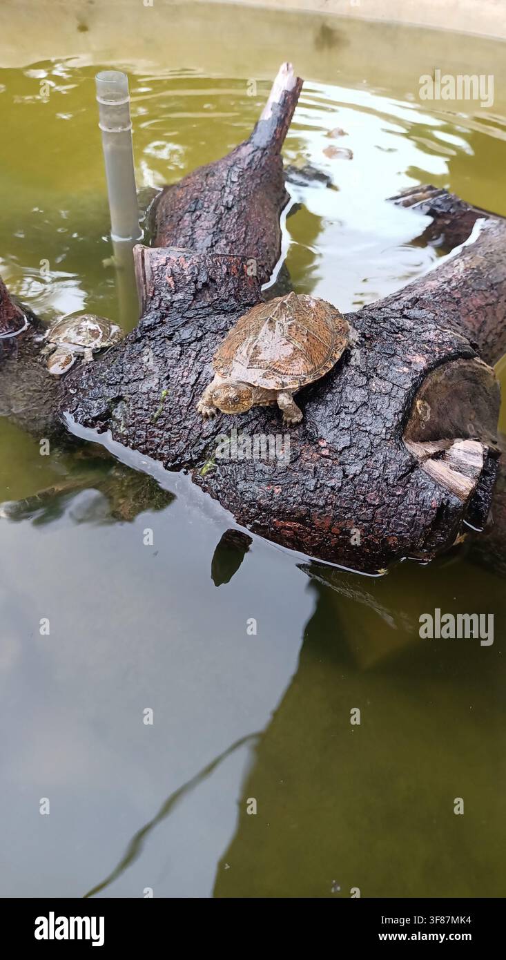 Baby-Schildkröten sonnen sich auf einem Baumstamm - Smartphone-aufgenommenes Stockfoto