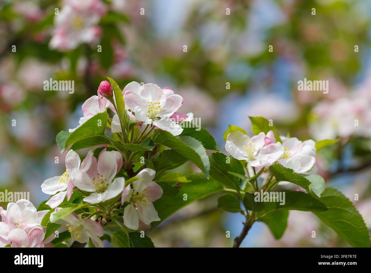 Apfelbaum Zweig mit Blumen aus der Nähe. Das Konzept von Frühling und Frische, Garten und Ernte. Stockfoto