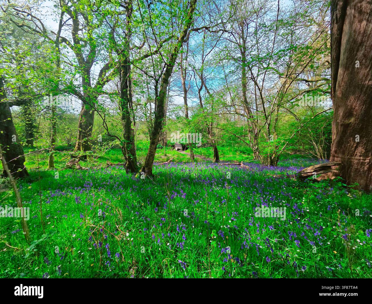 Blauglockenwald im Frühling, Wiltshire, UK Ein Teppich aus heimischen englischen Blauglocken, Hyacinthoides non-scripta, blüht in einem alten Laubwald im Frühling, Wiltshire, England, UK. - Smartphone-aufgenommenes Stockfoto