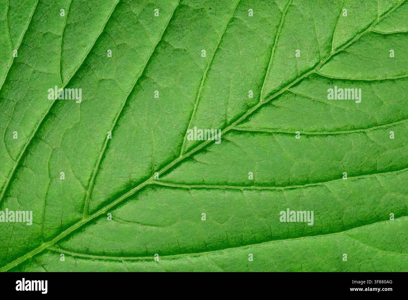 Nahaufnahme der Textur eines hellgrünen Blatts mit diagonalen Adern Stockfoto