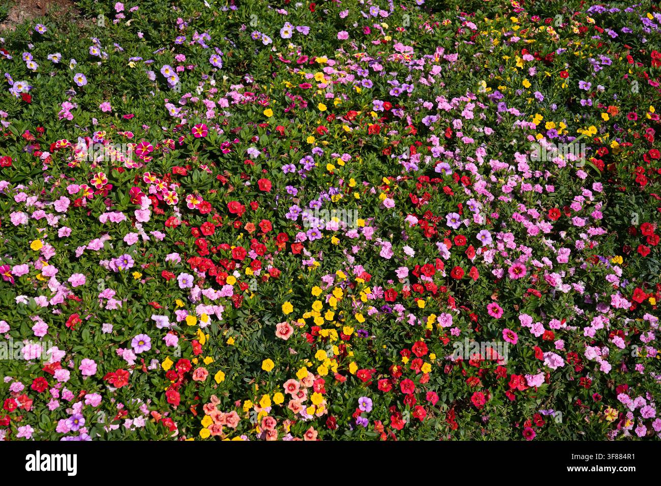 Millionen-Glockenblumen (Calibrachoa parviflora). Blumenhintergrund aus dem Yuntai-Garten in Guangzhou, China. Stockfoto