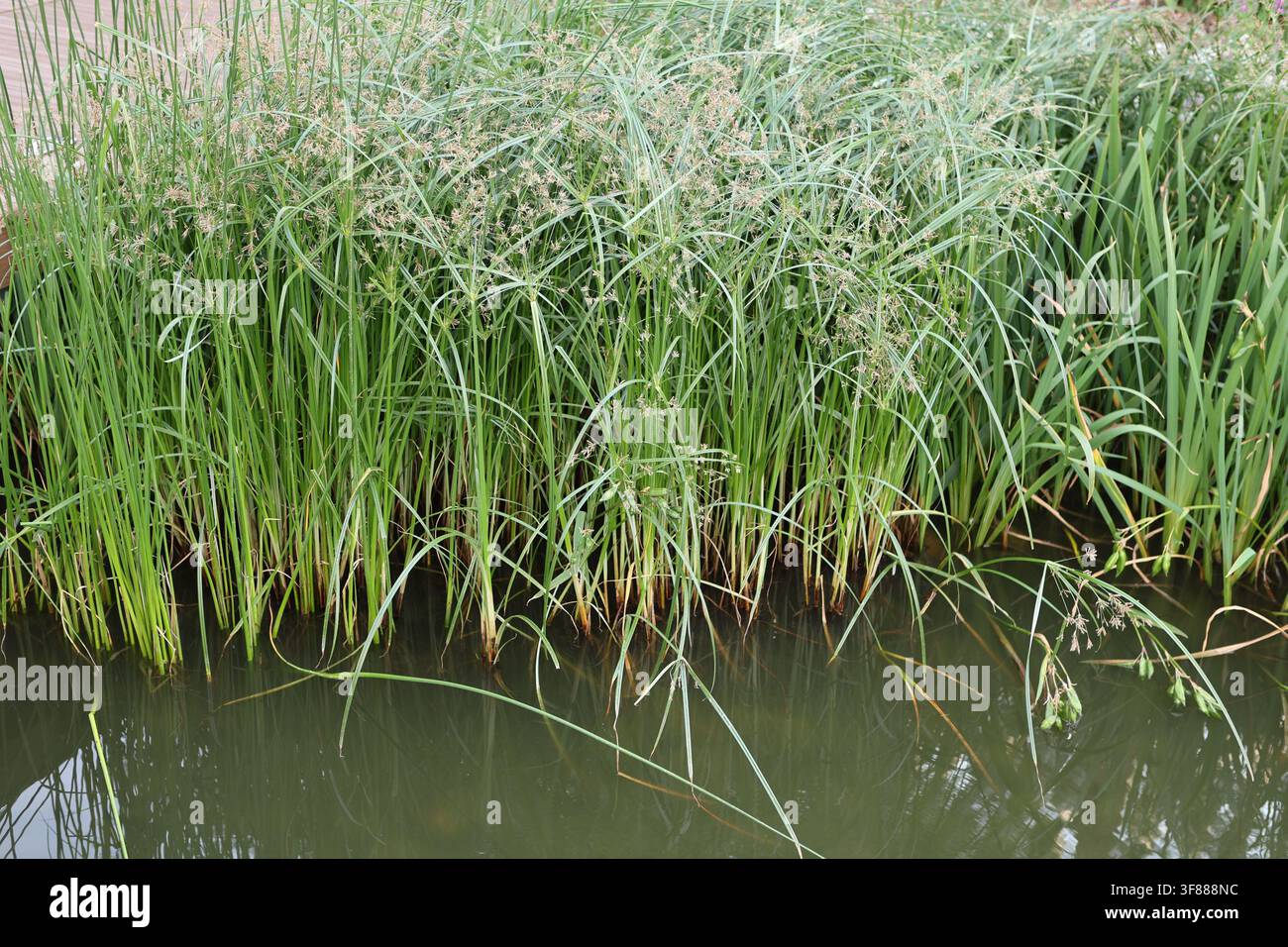 Dichte grüne Schilf-, Seggen- und Sumpfgräser wachsen am Ufer von ruhigem Süßwasser und schaffen einen üppigen natürlichen Uferlebensraum. Stockfoto