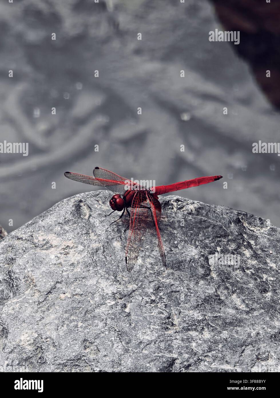 Die Libelle landete auf dem Felsen - Smartphone-aufgenommenes Stockfoto