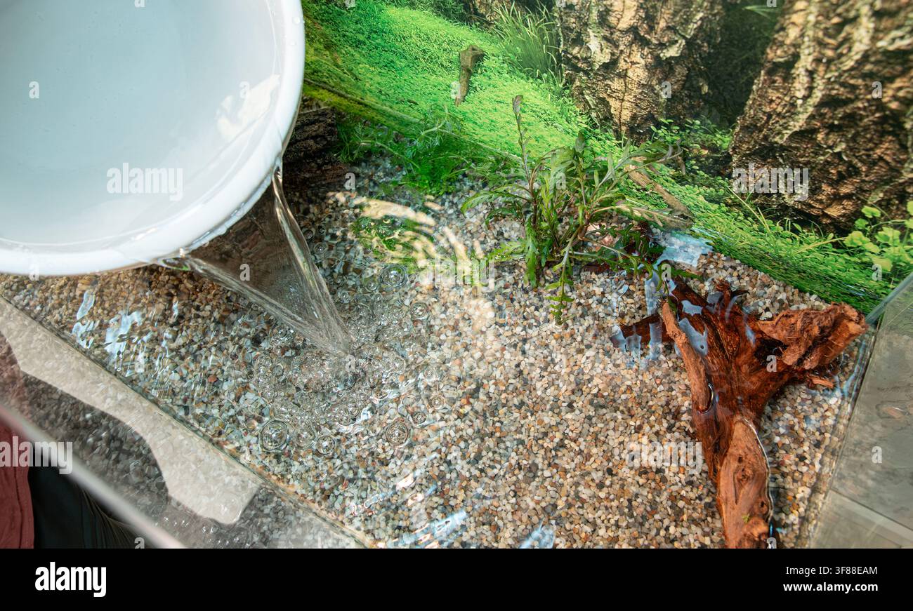 Eine Person füllt ein leeres Fischaquarium mit Wasser. Buntes Kies am Boden, ein landschaftsthematischer Aufkleber an der Rückwand, echte Pflanzen wachsen. Stockfoto