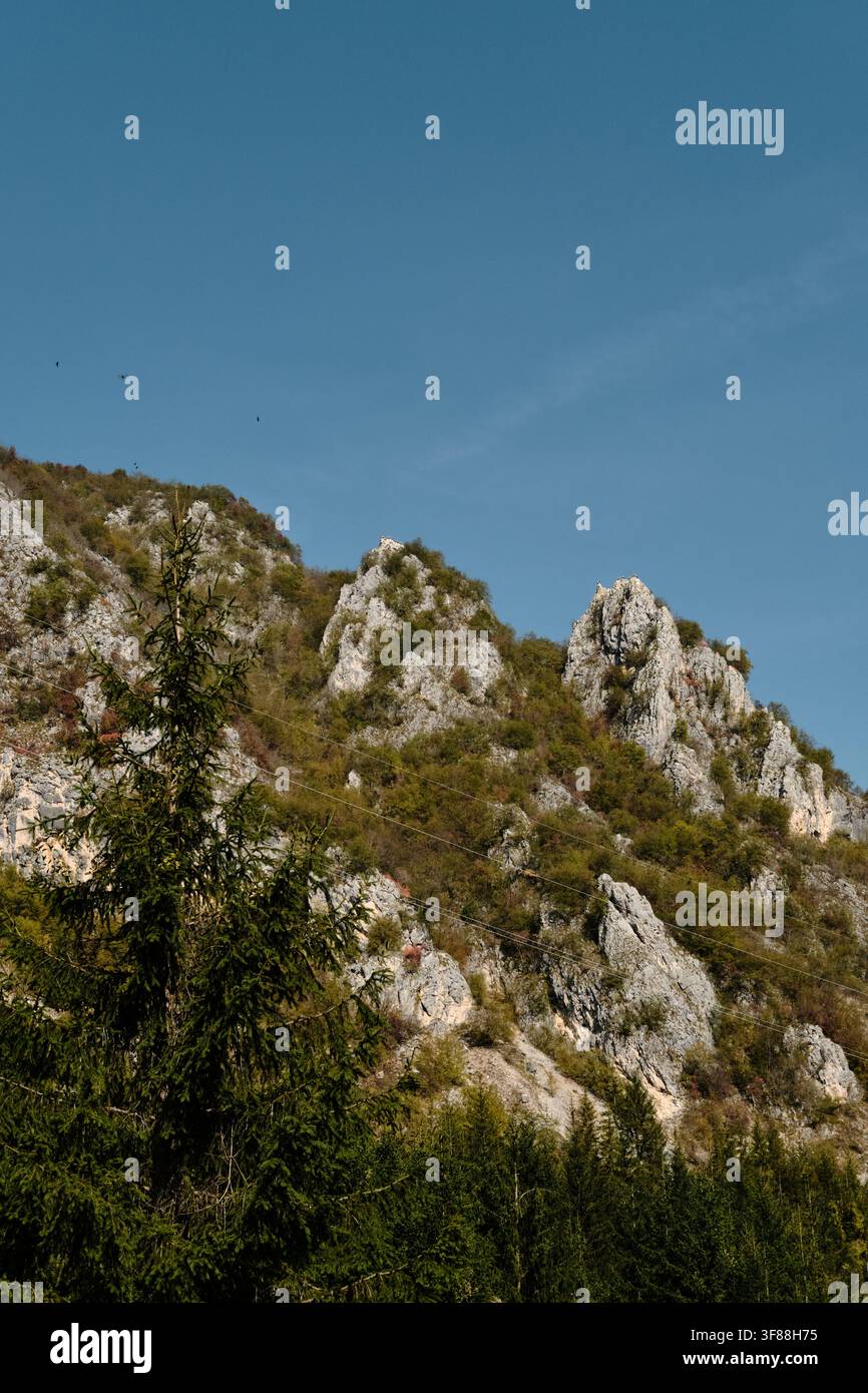 Viele wilde Raubvögel nisten in den Bergen. Weißkopfseeadler sitzen oben auf einer Klippe, Blick aus der Ferne. Natur und Fauna des südwestlichen Serbien. Stockfoto