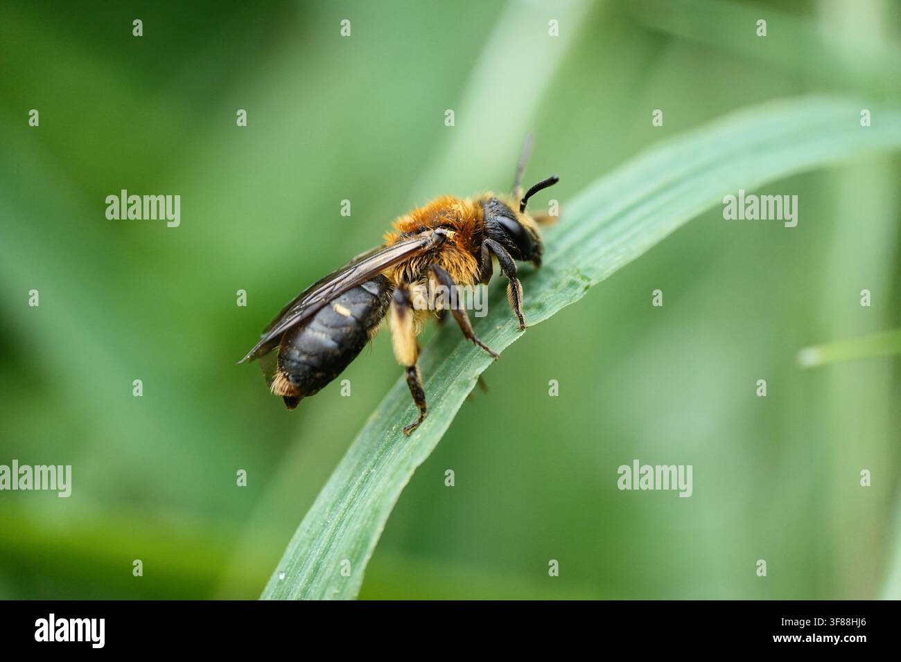 Eine Biene sitzt auf einem Grashalm. Das Insekt sammelt Nektar von nahen Blüten. Die Szene spielt sich in einem Garten bei Tageslicht ab. Stockfoto