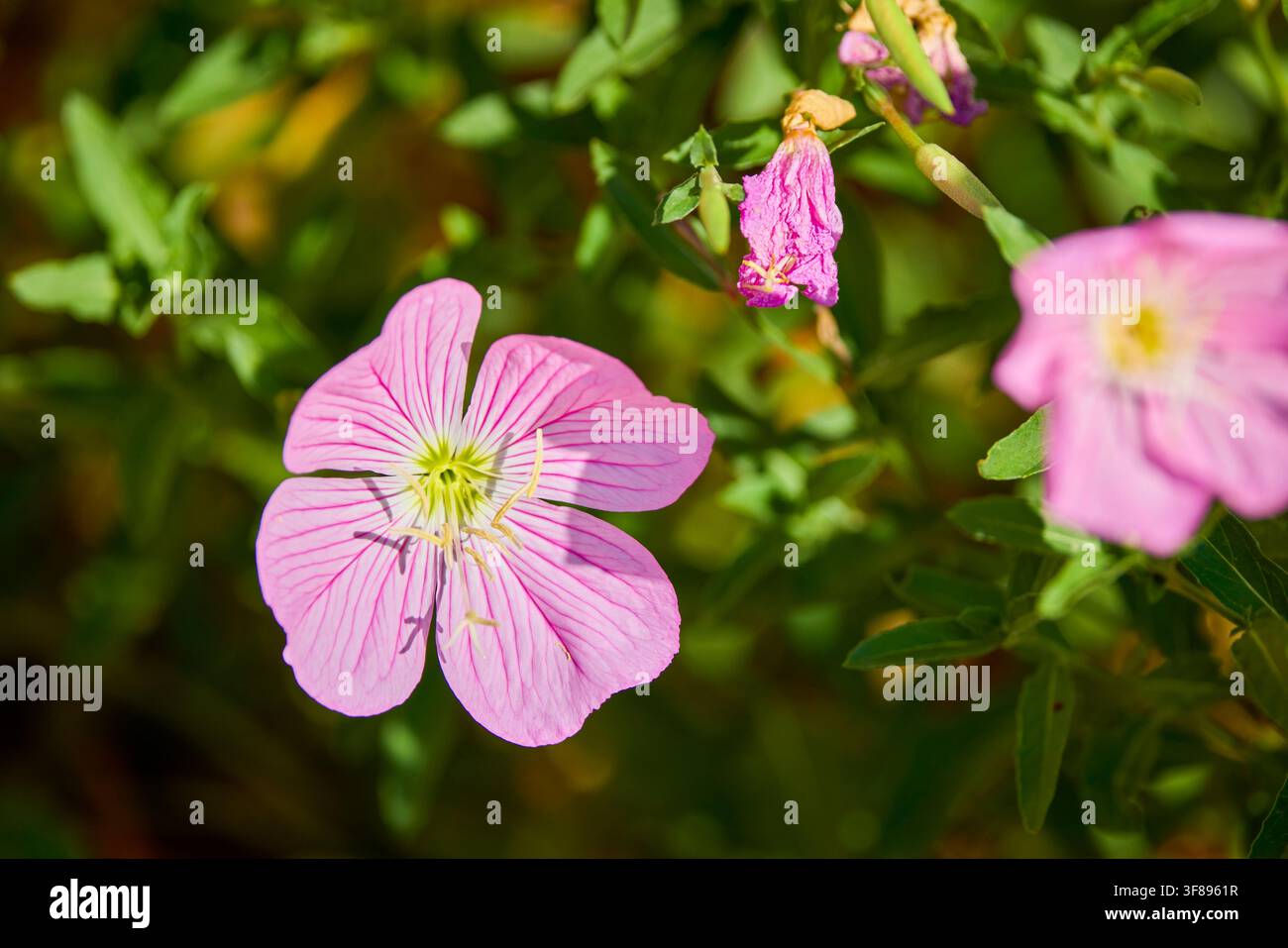eine rosa Blume von Oenothera speciosa (volkstümlich bekannt als rosa Nachtkerze oder Nachtkerze), gekennzeichnet durch zarte blassrosa Blütenblätter mit pr Stockfoto