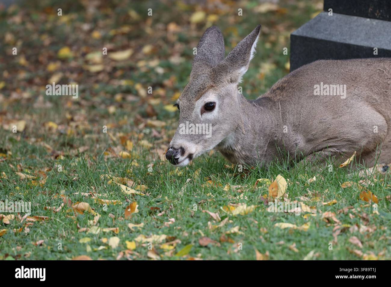 Erwachener Weißwedelhirsch, nach links gewandt, Kopf nach unten im Gras ruhend, Herbstblätter auf dem Friedhof (Makro, Porträt, Nahaufnahme) Stockfoto