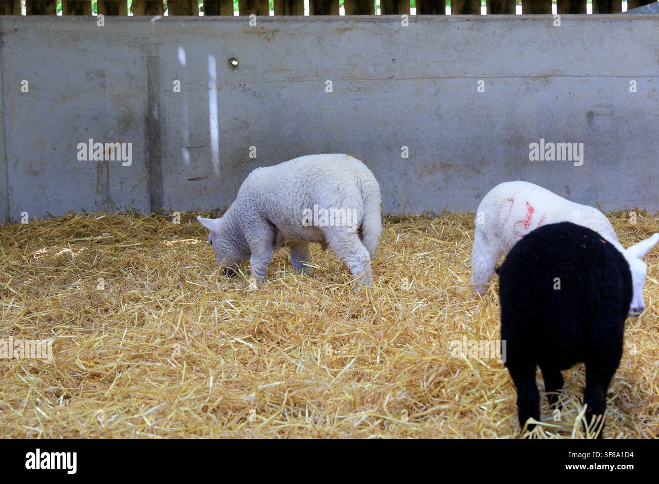 Walisische Bergschaf-Lämmer im Inneren - Defaid Mynydd Cymreig Stockfoto