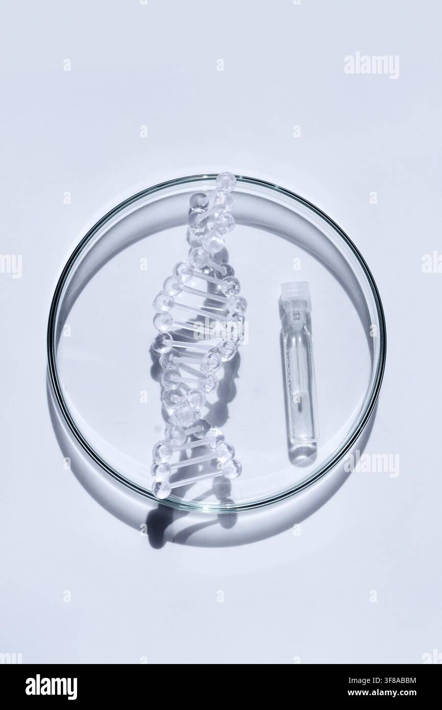 DNA-Helix-Modell und Phiole auf einer Petrischale Stockfoto