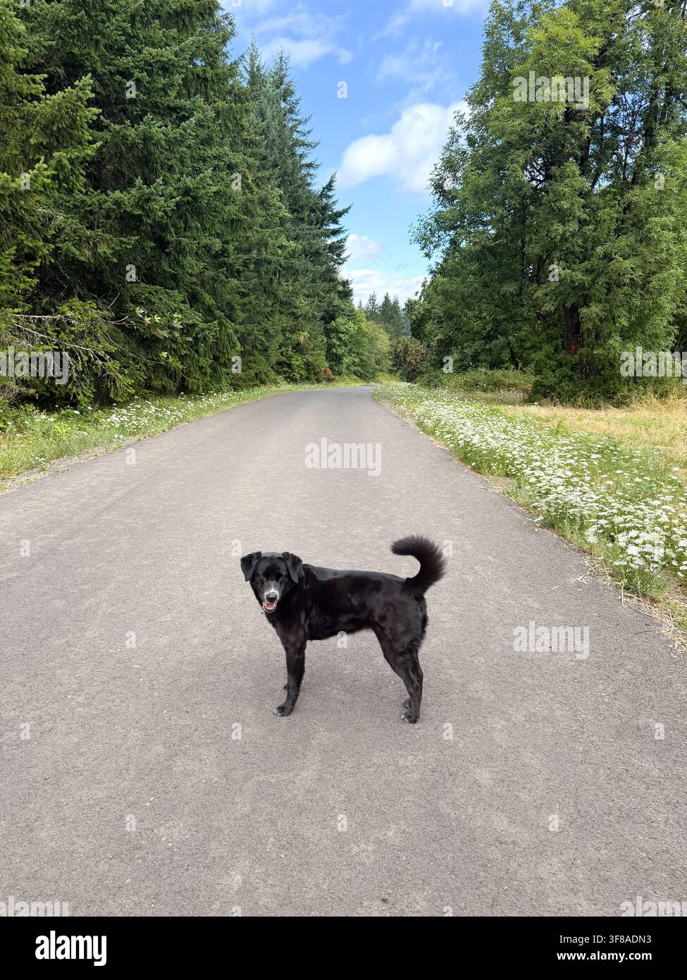 Ein schwarzer Hund steht allein auf einer Straße auf dem Land. Stockfoto