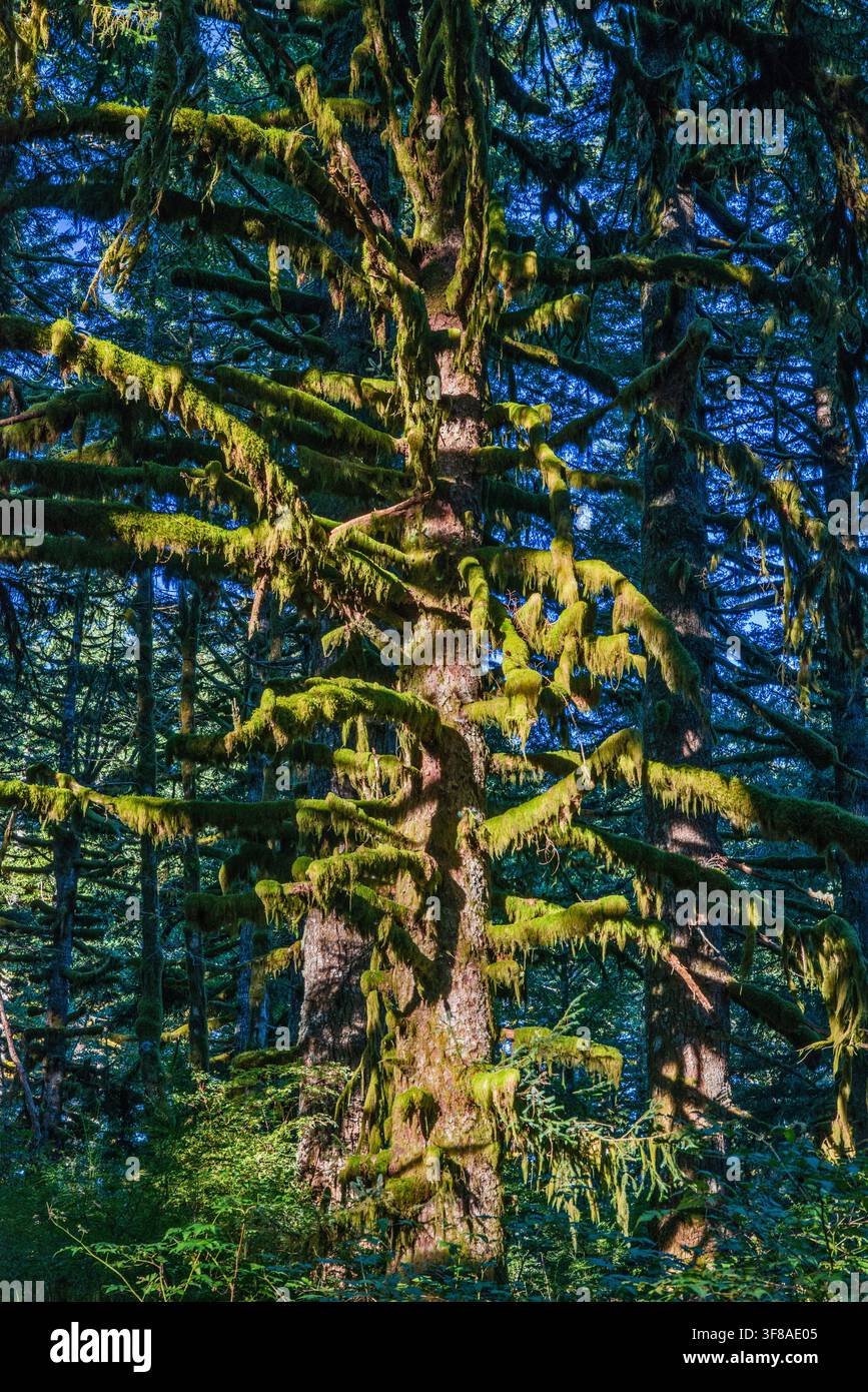 Sitka-Fichte, bedeckt mit Moos, Hebo Lake Campground, Siuslaw National Forest, Oregon Coast Range, Oregon, USA Stockfoto