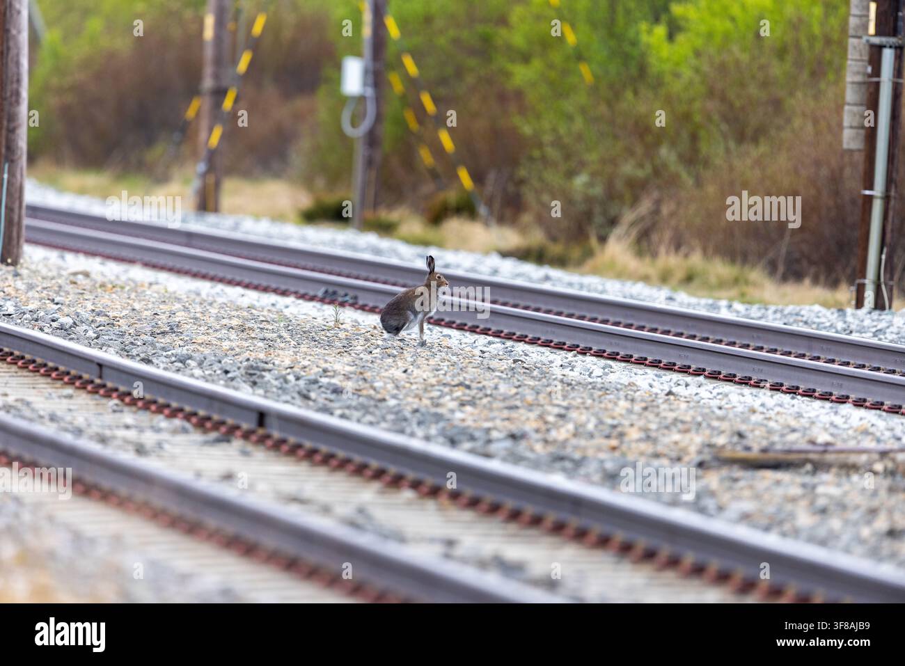 Ansicht eines Hasen, der auf Bahngleisen steht, mit Kiesballast und hölzernen Strommasten im Hintergrund in Dovre, Innlandet, Norwegen. Stockfoto