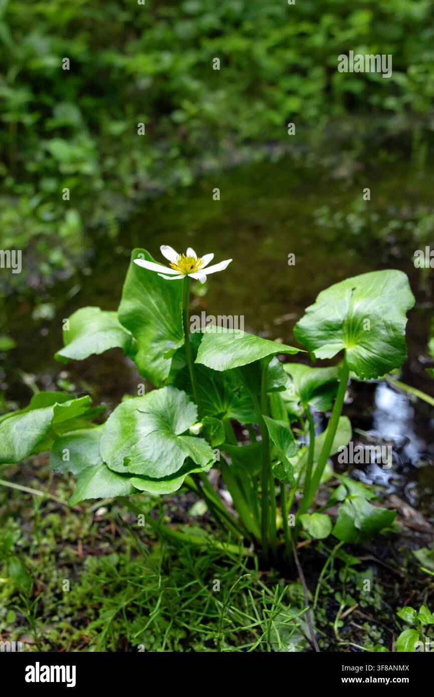 Weiße Blüte der blühenden Caltha leptosepala (das weiße Sumpfdotterblume oder Elksip), Blütenpflanze mit grünen Blättern, die in der feuchten Alpenwiese wächst Stockfoto