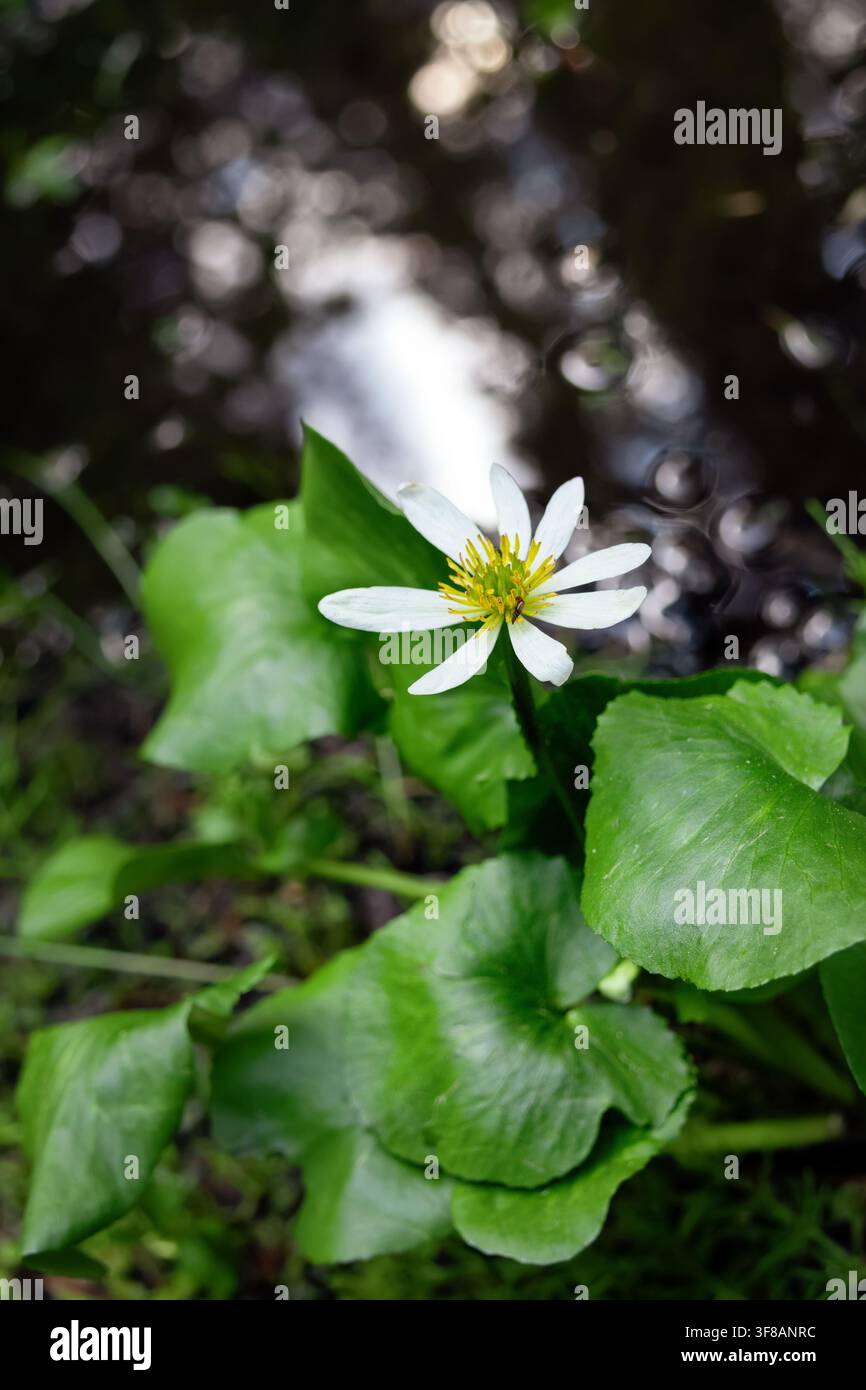 Weiße Blüte der blühenden Caltha leptosepala (das weiße Sumpfdotterblume oder Elksip), Blütenpflanze mit grünen Blättern, die in der feuchten Alpenwiese wächst Stockfoto