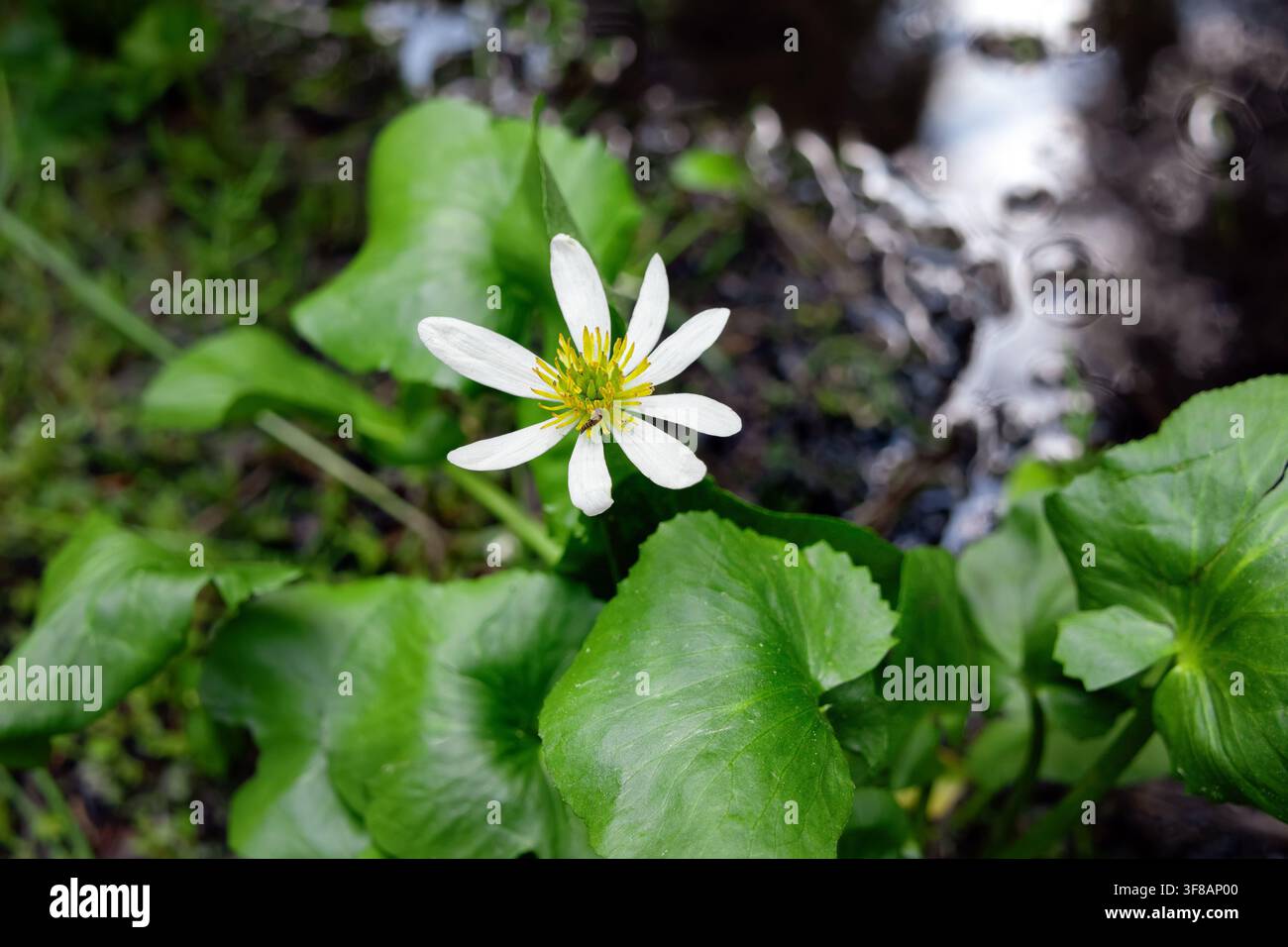 Weiße Blüte der blühenden Caltha leptosepala (das weiße Sumpfdotterblume oder Elksip), Blütenpflanze mit grünen Blättern, die in der feuchten Alpenwiese wächst Stockfoto