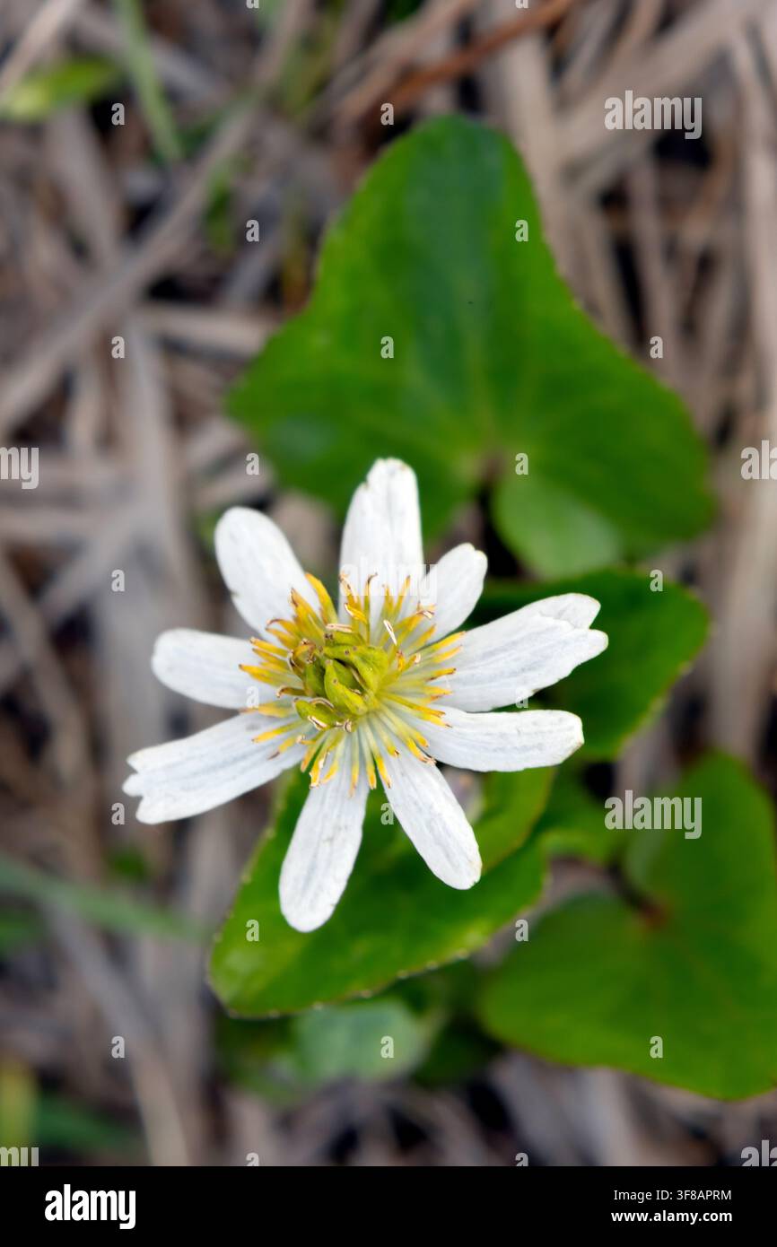 Weiße Blüte der blühenden Caltha leptosepala (das weiße Sumpfdotterblume oder Elksip), Blütenpflanze mit grünen Blättern, die in der feuchten Alpenwiese wächst Stockfoto