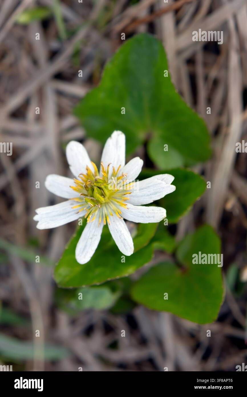 Weiße Blüte der blühenden Caltha leptosepala (das weiße Sumpfdotterblume oder Elksip), blühende Pflanze mit grünen Blättern, die in der feuchten alpinen Wiese wächst Stockfoto