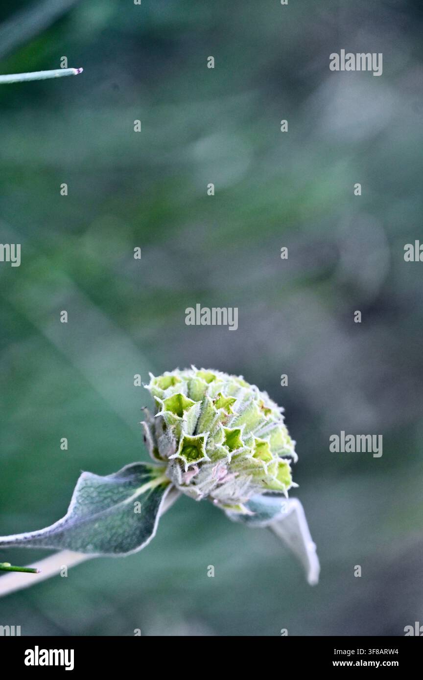 Kommerzielle Nahaufnahme eines ungewöhnlichen, strukturierten grünen Blütenbüschels, gestützt von weichen, samtigen silbrig-grünen Blättern, vor einem dunklen, unscharfen Hintergrund. Stockfoto