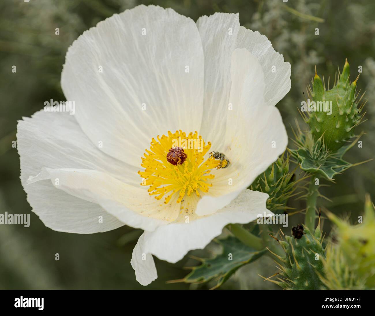 Eine weiße Stachelmohnblume (Argemone polyanthemos) im Crescent Lake National Wildlife Refuge in den Sandhills im Westen Nebraskas. Stockfoto