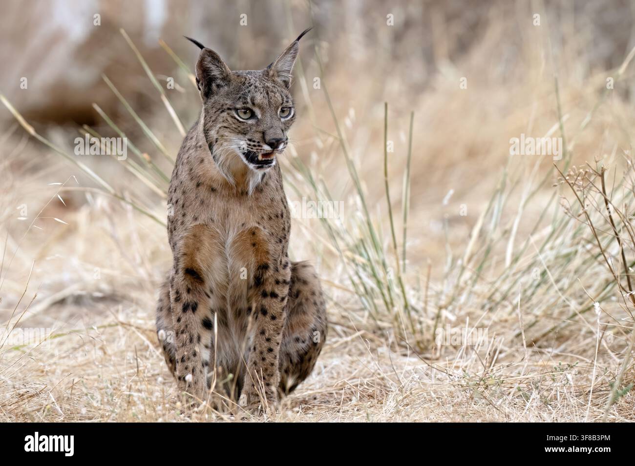 Iberischer Luchs (Lynx pardinus) Sierra de Andújar, Andalusien, Spanien Stockfoto