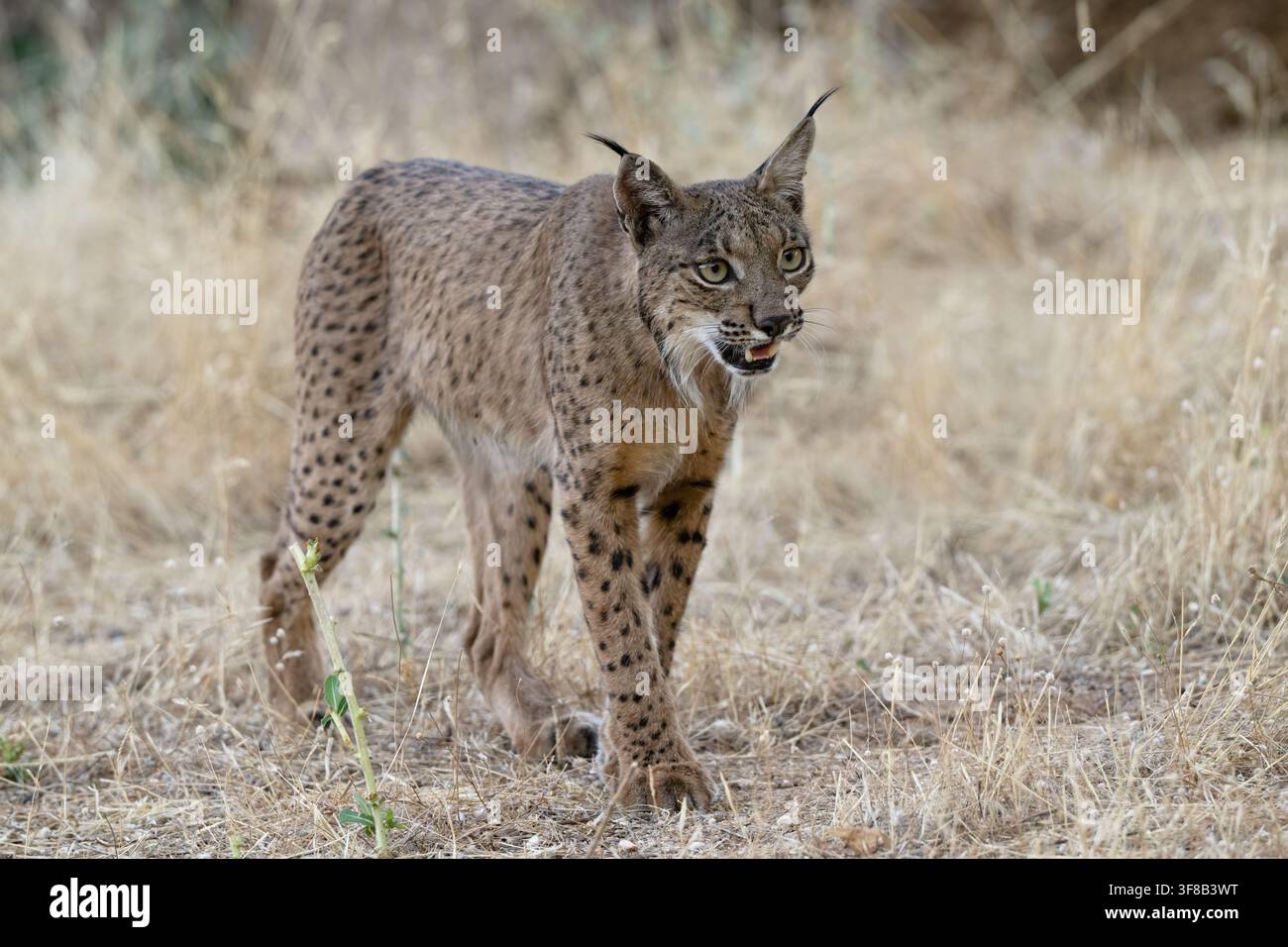 Iberischer Luchs (Lynx pardinus) Sierra de Andújar, Andalusien, Spanien Stockfoto