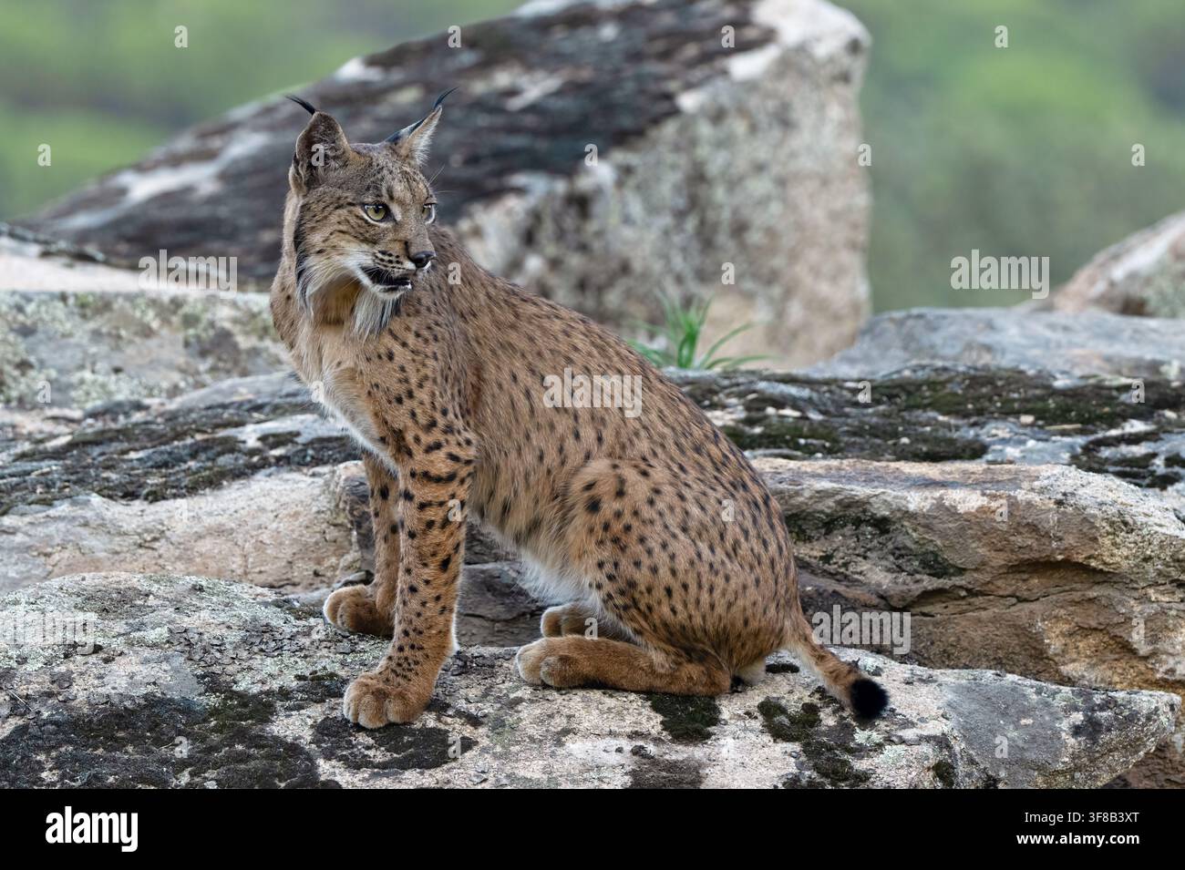 Iberischer Luchs (Lynx pardinus) Sierra de Andújar, Andalusien, Spanien Stockfoto