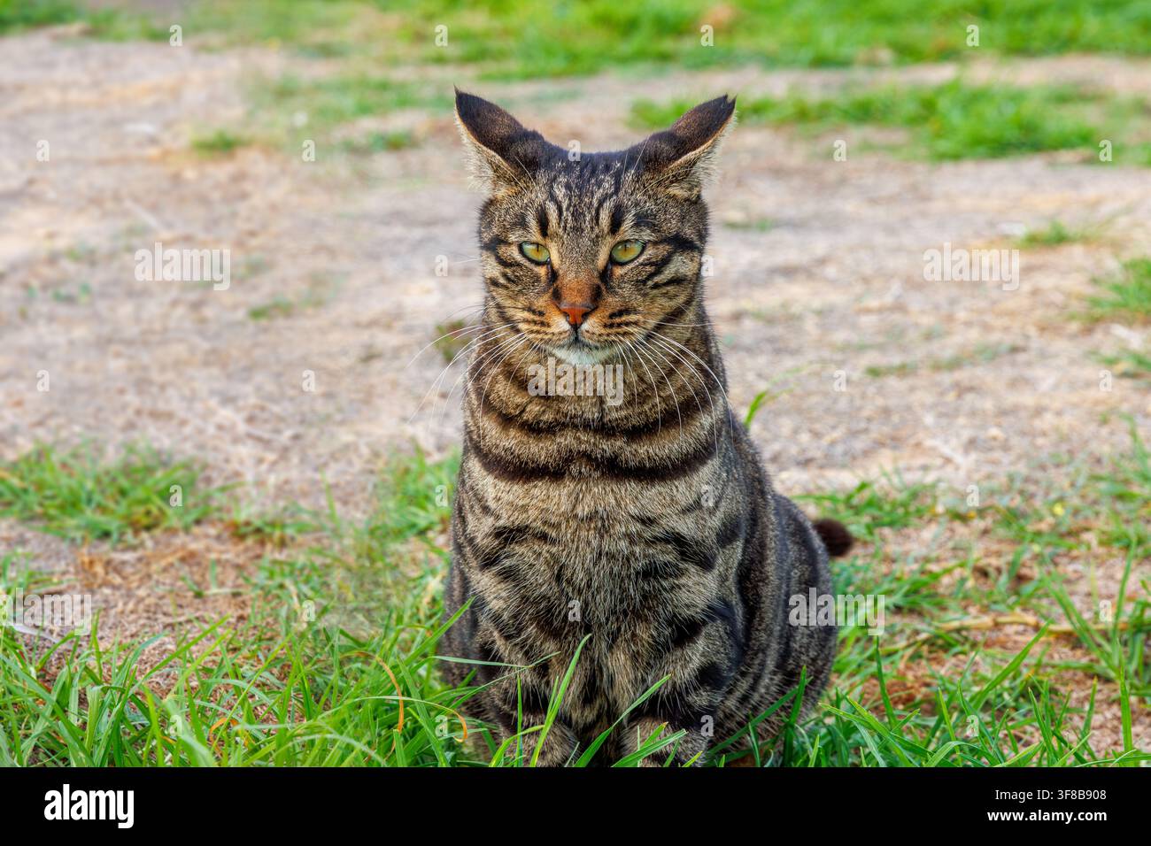 Braun gestreifte freilaufende Streunerkatze sitzt im Gras in einem öffentlichen Außenbereich in Paphos, Zypern. Stockfoto