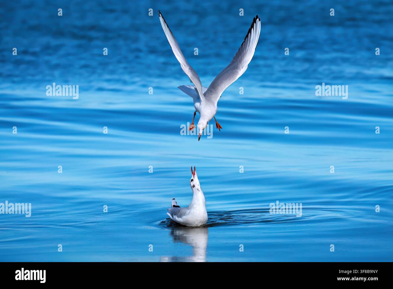 Zwei Mantelmöwen (Chroicocephalus ridibundus) verhalten sich am blauen Meer - Ostsee, Deutschland Stockfoto