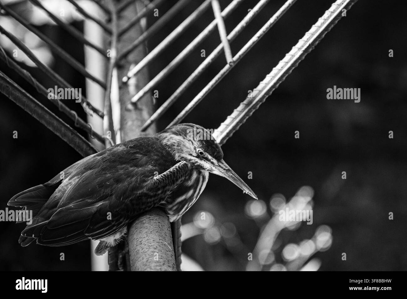 Schwarzweißfoto eines grünen Reihers, der auf einer rostigen Metallkonstruktion im Zoo von Ciego de Avila, Kuba, ruht – 25. Juli 2026 Stockfoto