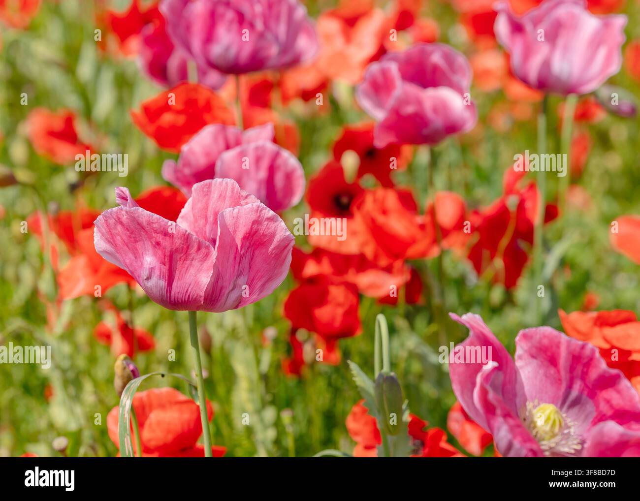 Lebendige Nahaufnahme von hellrosa Mohnblumen mit dünnen, seidigen Blütenblättern, die auf einem sonnigen Feld im Freien blühen. Ideales Stockfoto für Gartenbau, Botanik Stockfoto