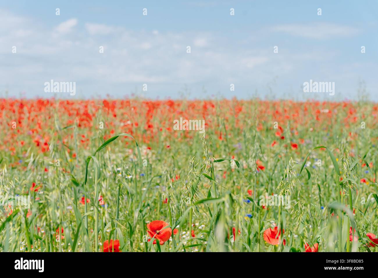Breite Landschaftsaufnahme eines grünen Feldes, das mit roten Mohnblumen übersät ist, unter einem klaren hellblauen Himmel. Ideales Stockfoto für den Sommer auf dem Land, umweltbezogen Stockfoto