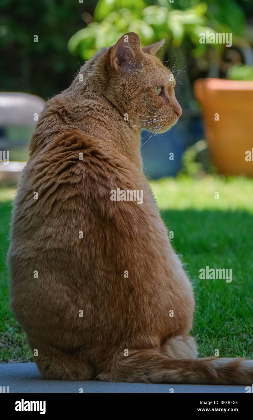 Orangener Tabby-Kater sitzt im Freien in einem grünen Garten und schaut zur Seite in einer natürlichen häuslichen Umgebung. Stockfoto
