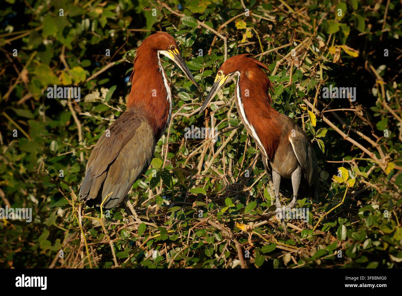 Rufescente Tigerherolde, Tigrisoma lineatum, Brutpaar von Angesicht zu Angesicht in der Paarungszeremonie zwischen Ästen, kastanienbraunes Gefieder, von hinten beleuchtetes goldenes Licht, So Stockfoto