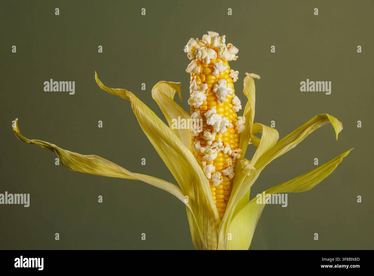 Gelbe Popcornstücke erscheinen auf einem geschälten Maiskolben vor einem schlichten Hintergrund, was das Popcornmachen, Snack-Zutaten und verspielte Lebensmittel veranschaulicht Stockfoto