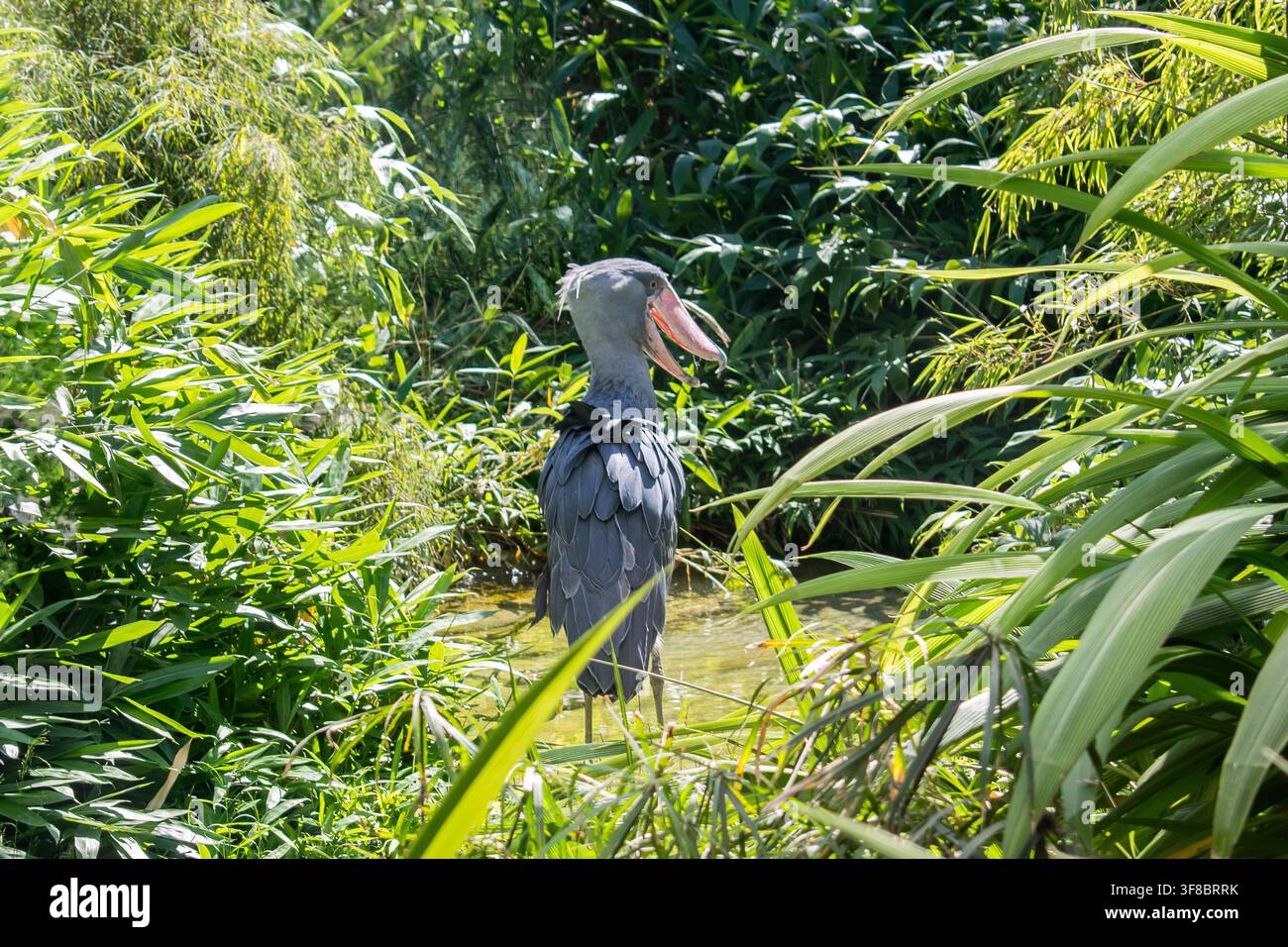 Schuhschnabelstorch steht zwischen Schilf und Wasser im Zoo Prag Stockfoto