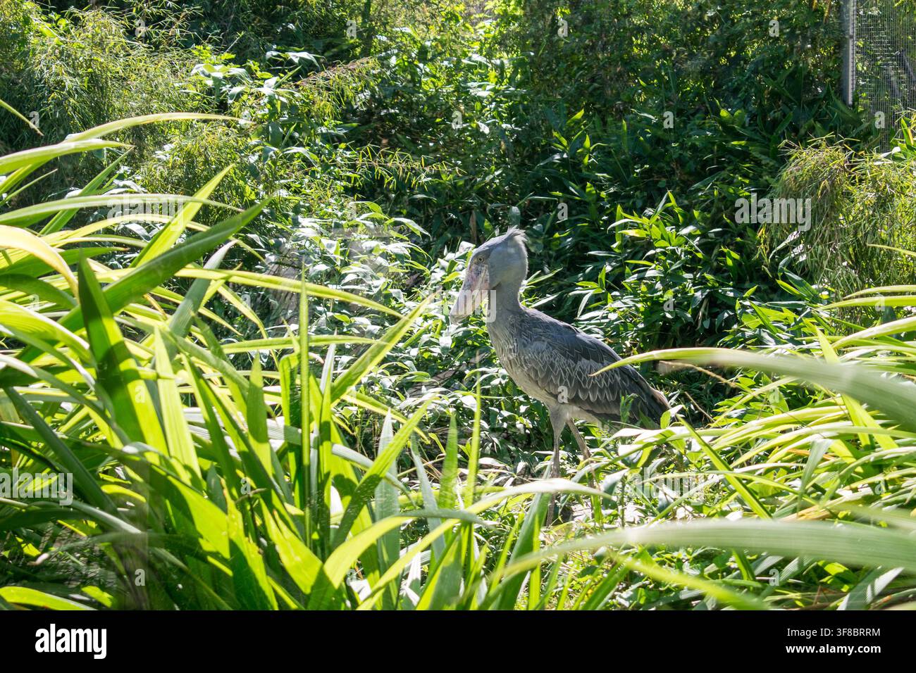 Nahaufnahmeporträt eines Schuhschnabelstorchvogels im Zoo Prag Stockfoto
