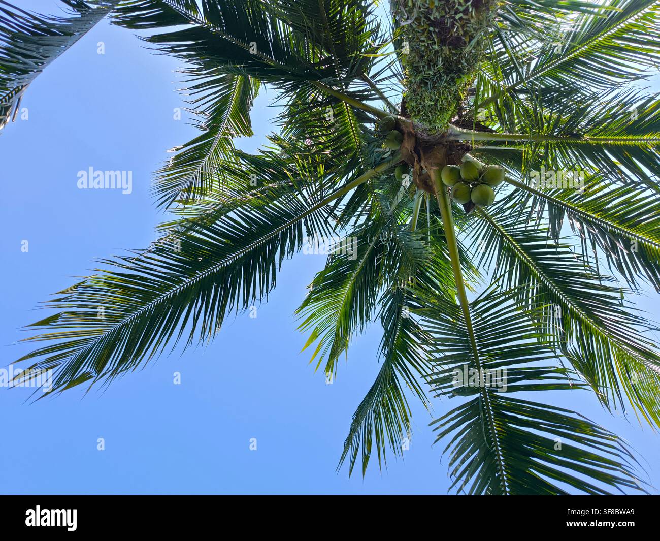 Aufwärtsblick auf eine Kokospalme mit grünen Blättern und Kokosnüssen vor klarem blauem Himmel, tropischer Hintergrund für Verwendung und Konzeptstil. - Smartphone-aufgenommenes Stockfoto