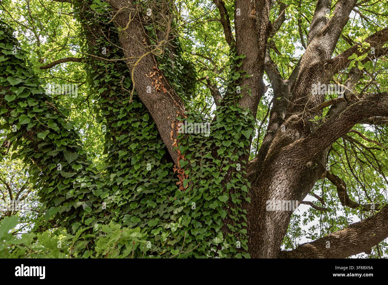 Nahaufnahme einer alten Eiche, die mit dickem Efeu bedeckt ist. Symbolisiert die Kraft der wilden Natur, Ökologie und Lebenskraft. Stockfoto
