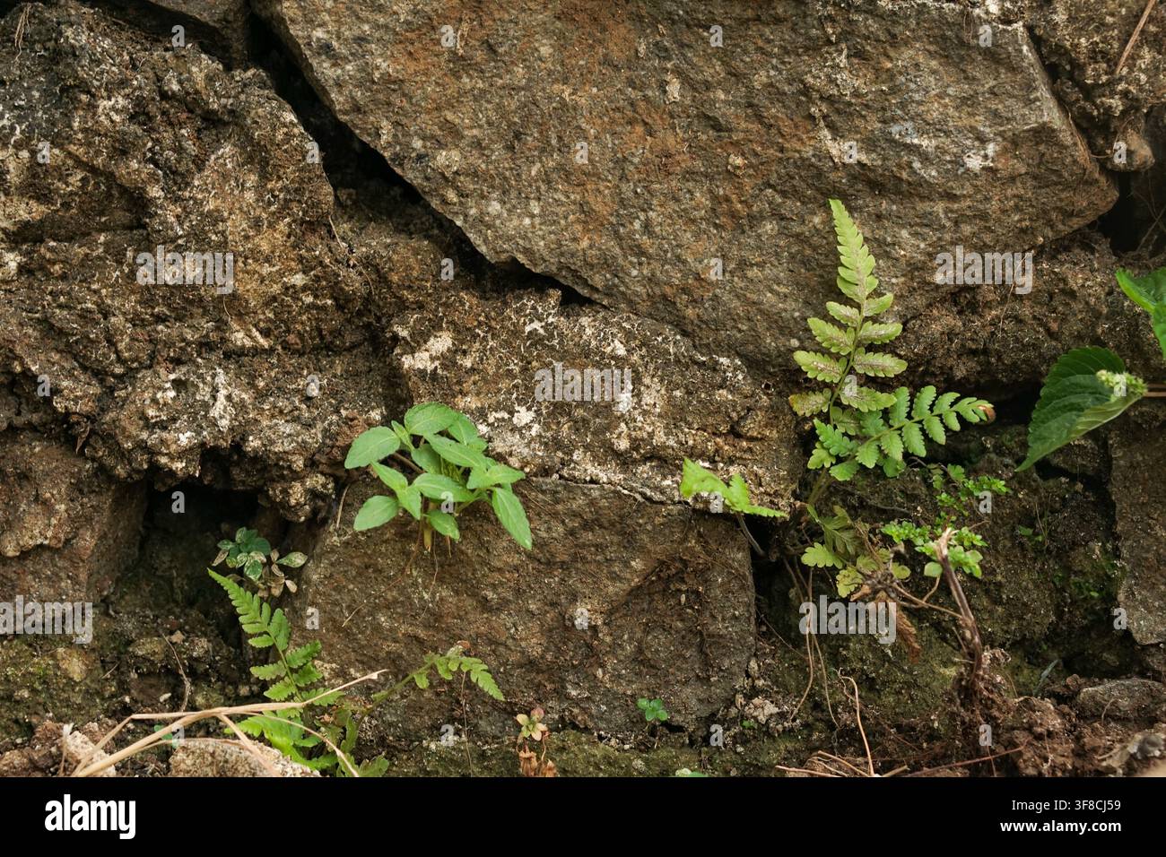 Harte grüne Farne und kleine Pflanzen gedeihen in den Spalten einer zerklüfteten Felswand und veranschaulichen natürliche Widerstandsfähigkeit und Wachstum. Stockfoto