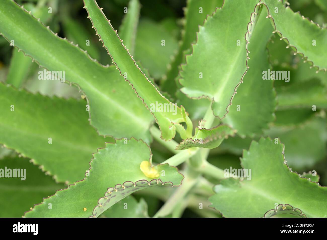 Nahaufnahme Makro Aloe Vera Sukkulente grüne Pflanzenblätter gezackte Ränder Bokeh Natur Stockfoto