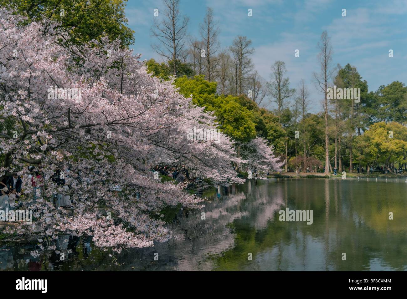 Kirschblütenzweig, der das Ufer eines ruhigen Sees überragt, Qu Yuan Feng He, Westsee, Hangzhou Stockfoto