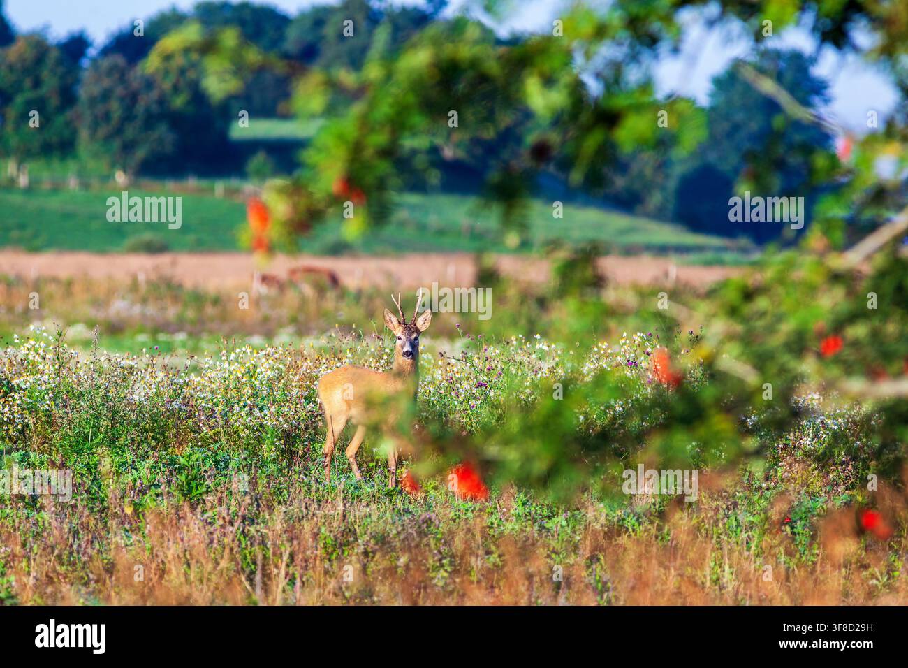 Rehbock auf einer Wiese mit einigen Ebereschenzweigen Stockfoto