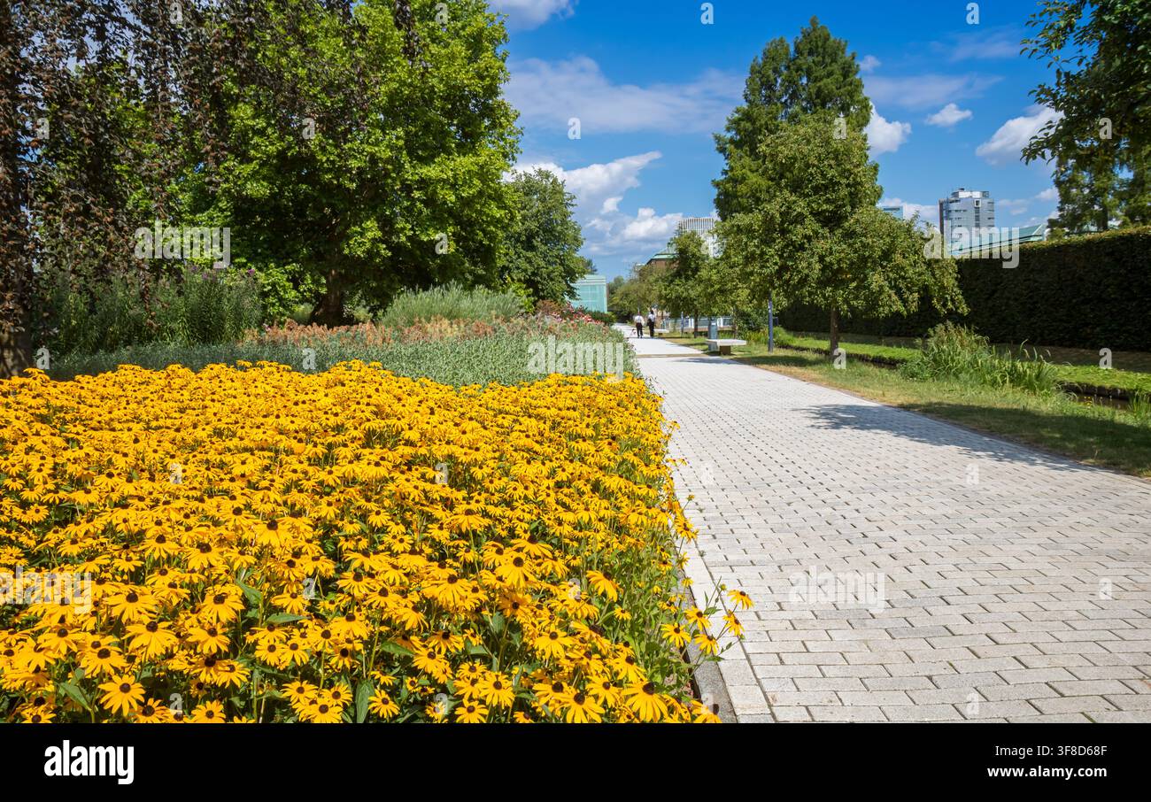 Helle gelbe Sonnenhutblüten blühen im Museumpark in Rotterdam, Niederlande Stockfoto
