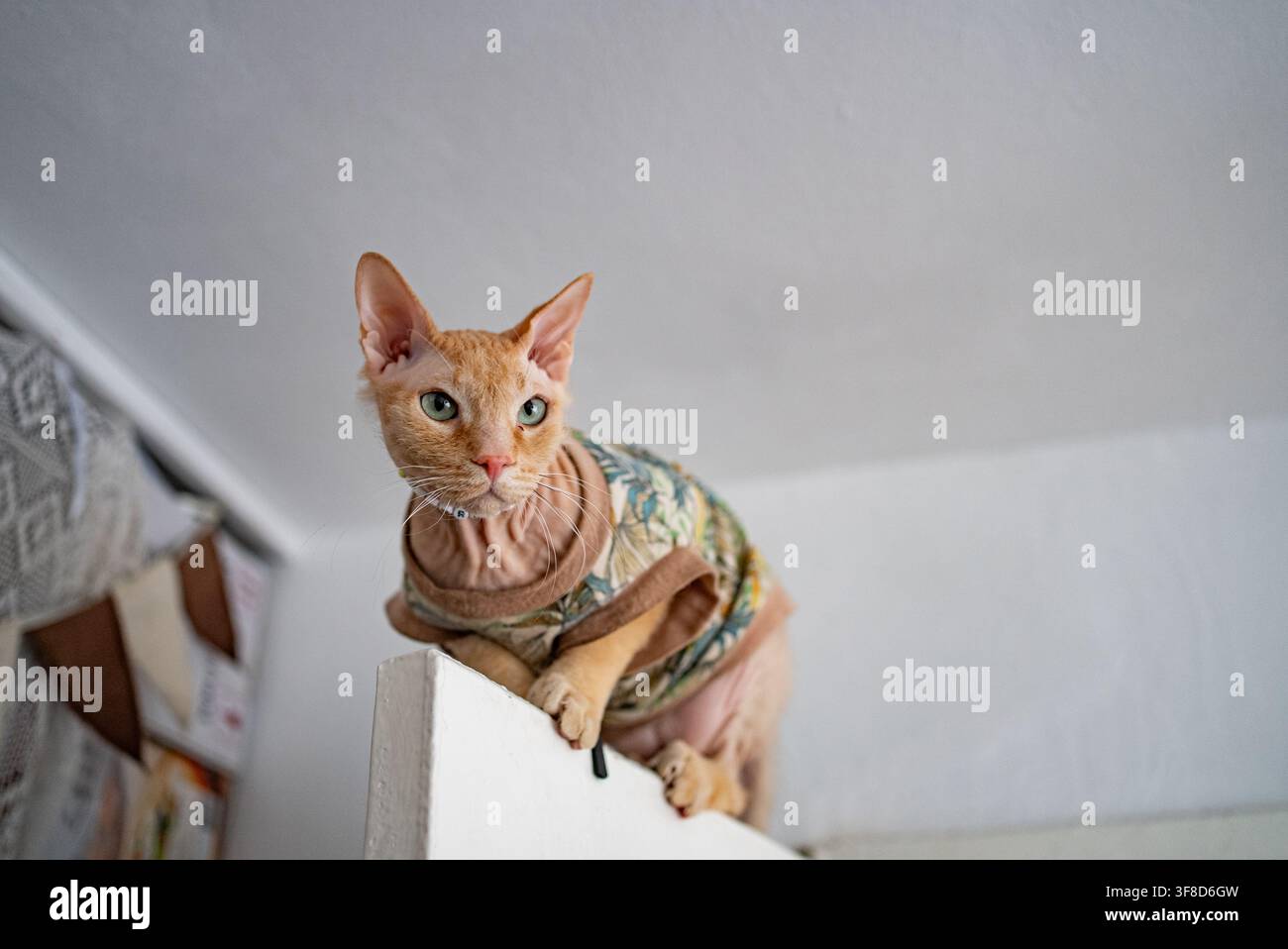Haarloser Sphynx-Kater beobachtet aufmerksam von einem hohen Aussichtspunkt aus, zeigt seine feinen Falten und trägt ein schützendes und dekoratives Hemd, während er seine Inneneinrichtung erkundet Stockfoto